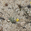 Eschscholzia-minutiflora-little-gold-poppy-Blair-Valley-pictographs-trail-Anza-Borrego-2012-03-11-IMG 4133