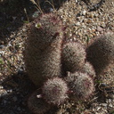 Escobaria-vivipara-foxtail-cactus-Rainbow-Canyon-2012-02-18-IMG 0507