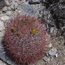 Ferocactus-cylindraceus-barrel-cactus-Blair-Valley-pictographs-trail-Anza-Borrego-2012-03-11-IMG 0907