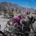 Opuntia-basilaris-beavertail-cactus-June-Wash-Anza-Borrego-2012-03-12-IMG_1011.jpg