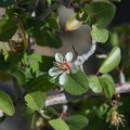 Peraphyllum-ramosissimum-crab-apple-Rainbow-Canyon-2012-02-18-IMG_3942.jpg