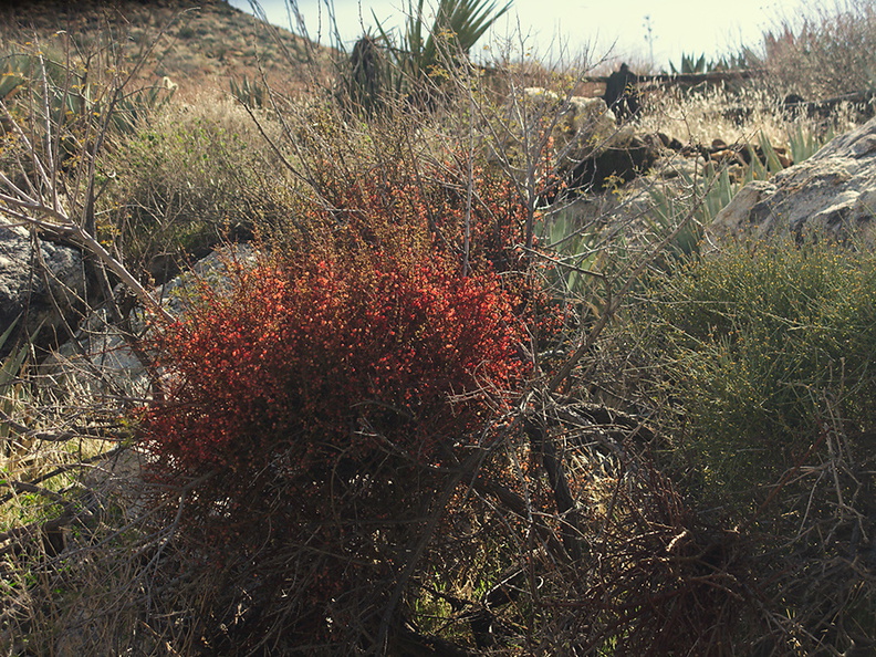 Phoradendron-californicum-desert-mistletoe-red-fruit-Rainbow-Canyon-2012-02-18-IMG_0523.jpg