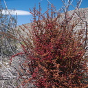 Phoradendron-californicum-mistletoe-Blair-Valley-pictographs-trail-Anza-Borrego-2012-03-11-IMG 0946