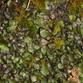 Targionia-sp-thallose-liverwort-Rainbow-Canyon-2012-02-18-IMG 3954