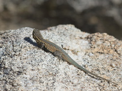Western-fence-lizard-Sceleporus-occidentalis-Blair-Valley-pictographs-trail-Anza-Borrego-2012-03-11-IMG 4118
