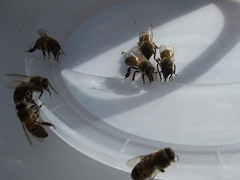 bees-wanting-water-Blair-Valley-Anza-Borrego-2012-03-11-IMG 0819