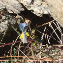 blue-hairstreak-butterfly-Satyrium-sp-Rainbow-Canyon-2012-02-18-IMG 0548