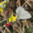blue-hairstreak-butterfly-Satyrium-sp-Rainbow-Canyon-2012-02-18-IMG 3988
