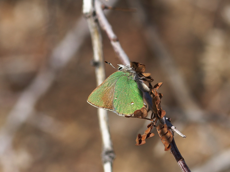 green-hairstreak-butterfly-Callophrys-sp-Rainbow-Canyon-2012-02-18-IMG_3969.jpg