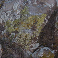 lichen-community-Rainbow-Canyon-2012-02-18-IMG_0526.jpg