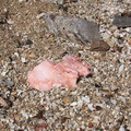 pink-quartz-Rainbow-Canyon-2012-02-18-IMG 0547
