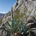 yucca-bud-and-view-south-Blair-Valley-campsite-2012-02-19-IMG_4037.jpg