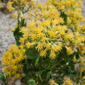 Asteraceae-indet-Chrysothamnus-sp-Hidden-Valley-Joshua-Tree-2010-11-20-IMG_6619.jpg