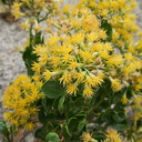 Asteraceae-indet-Chrysothamnus-sp-Hidden-Valley-Joshua-Tree-2010-11-20-IMG 6619