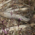 Boerhavia-triquetra-slender-spiderling-roadside-NW-Joshua-Tree-2010-11-20-IMG_6602.jpg