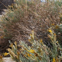 Chrysothamnus-nauseosus-rabbitbrush-base-Mt-Ryan-trail-Joshua-Tree-2011-11-12-IMG 0121