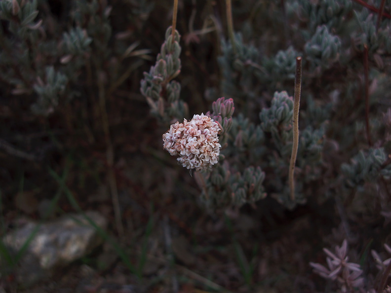 Eriogonum-fasciculatum-California-buckwheat-Ryan-Mtn-trail-Joshua-Tree-2010-11-20-IMG_6680.jpg