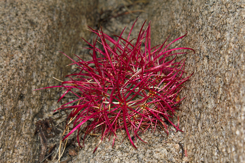 Ferocactus-cylindraceus-barrel-cactus-very-small-red-Hidden-Valley-Joshua-Tree-2011-11-12-IMG_3528.jpg