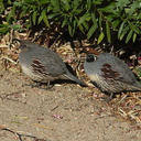 Gambels-quail-roadside-Twentynine-Palms-2010-11-21-IMG 1615