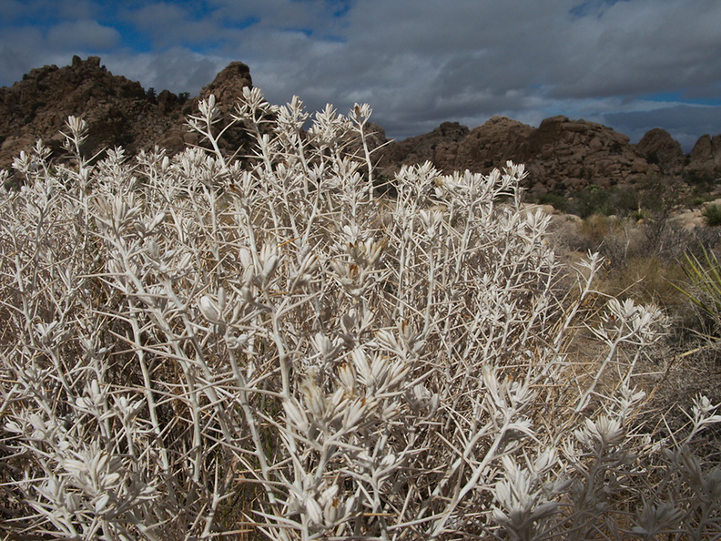 Tetradymia-axillaris-cotton-thorn-silver-shrub-bronze-capsules-Hidden-Valley-Joshua-Tree-2010-11-20-IMG_6643.jpg