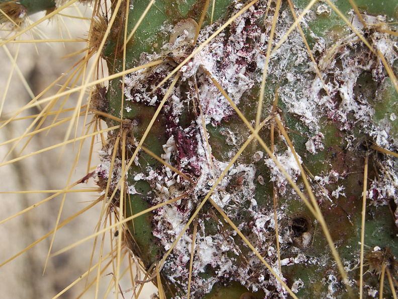 cochineal-on-opuntia-Hidden-Valley-Joshua-Tree-2010-11-20-IMG_6651.jpg
