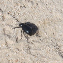 dung-beetle-Barker-Dam-trail-Joshua-Tree-2011-11-13-IMG 0161