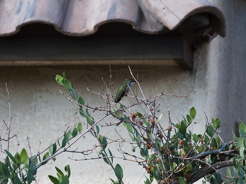 hummingbird-sp-female-Costas-Visitor-Center-Twentynine-Palms-2010-11-21-IMG_6715.jpg