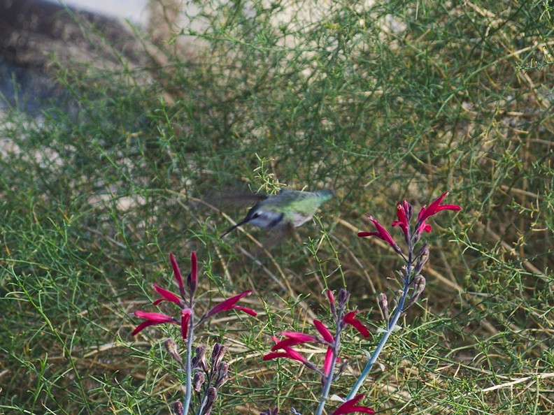 hummingbird-sp-female-Costas-on-chuparosa-Visitor-Center-Twentynine-Palms-2010-11-21-IMG_6718.jpg
