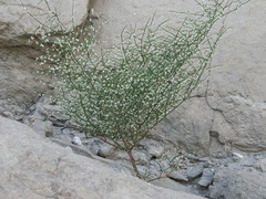 indet-shrub-green-stems-no-leaves-pendent-flowers-Box-Canyon-S-of-Joshua-Tree-2010-11-19-IMG 6568