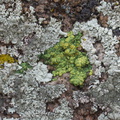 lichen-Hidden-Valley-Joshua-Tree-2011-11-12-IMG_0113.jpg