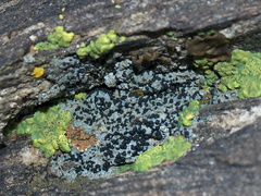 lichen-black-fruiting-bodies-blue-gray-Mt-Ryan-trail-Joshua-Tree-2011-11-12-IMG 3539