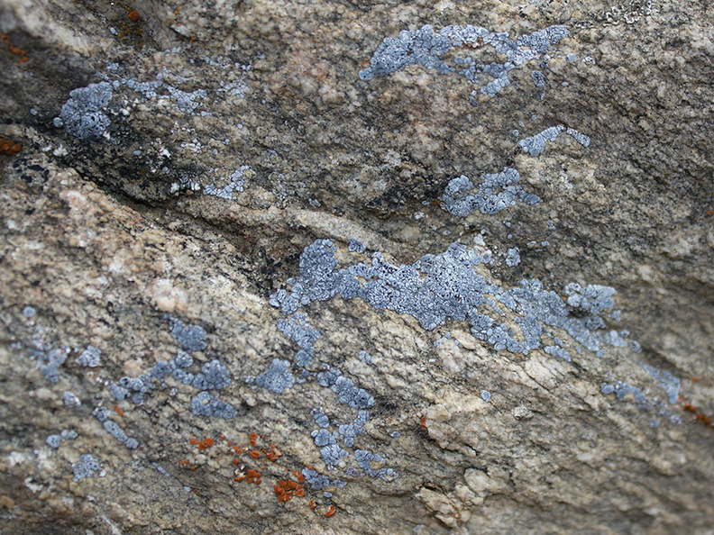 lichen-blue-gray-Mt-Ryan-trail-Joshua-Tree-2011-11-12-IMG_3537.jpg