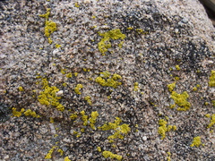 lichen-fluorescent-green-Hidden-Valley-Joshua-Tree-2011-11-12-IMG 0109