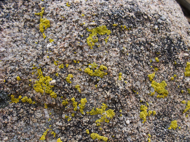 lichen-fluorescent-green-Hidden-Valley-Joshua-Tree-2011-11-12-IMG_0109.jpg