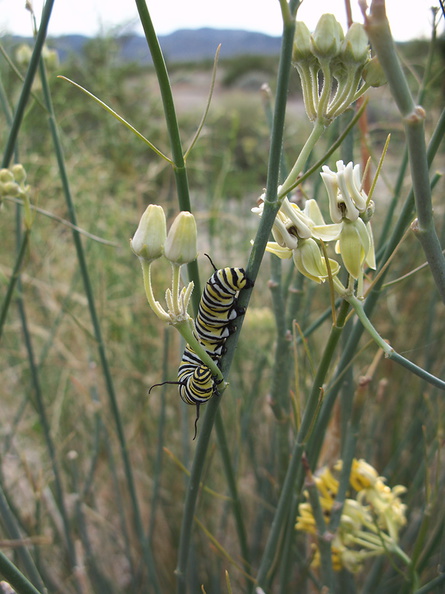 monarch-butterfly-caterpillar-on-Asclepias-asperula-Box-Canyon-Joshua-Tree-2011-11-11-IMG_0062.jpg