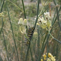 monarch-butterfly-caterpillar-on-Asclepias-asperula-Box-Canyon-Joshua-Tree-2011-11-11-IMG_0062.jpg