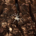 spider-tiny-white-Cholla-Cactus-Garden-S-Joshua-Tree-2010-11-19-IMG_6589.jpg
