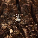 spider-tiny-white-Cholla-Cactus-Garden-S-Joshua-Tree-2010-11-19-IMG 6589