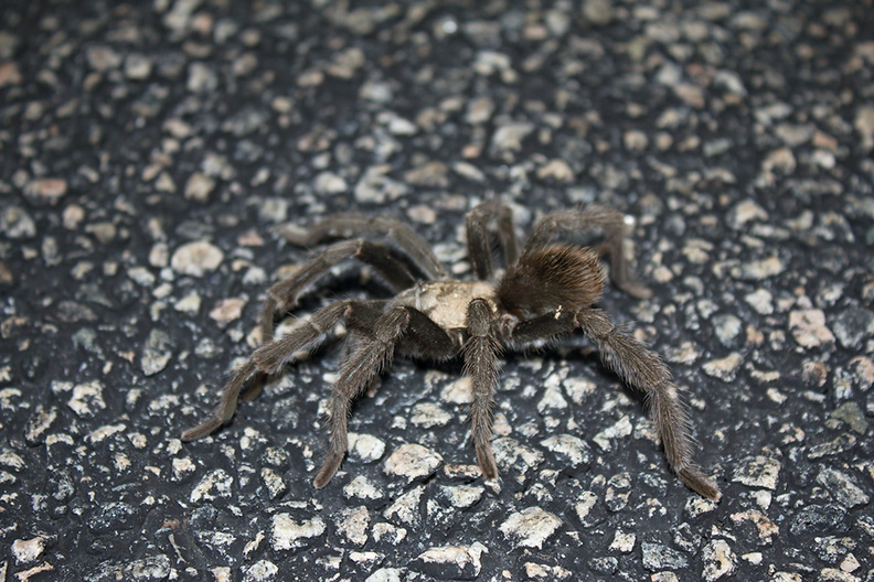 tarantula-Aphonopelma-sp-1-crossing-road-south-Joshua-Tree-2011-11-13-IMG_3579.jpg