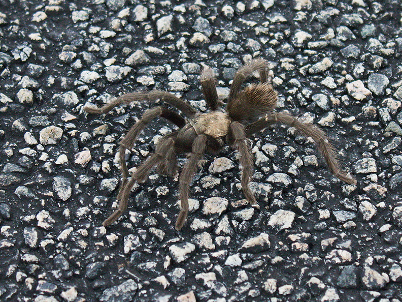 tarantula-Aphonopelma-sp-2-crossing-road-south-Joshua-Tree-2011-11-13-IMG_3577.jpg