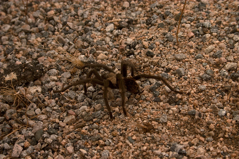 tarantula-Aphonopelma-sp-4-crossing-road-south-Joshua-Tree-2011-11-13-mriley-CRW_9078.jpg