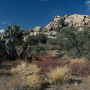view-rock-formations-Barker-Dam-trail-Joshua-Tree-2011-11-13-IMG 3550