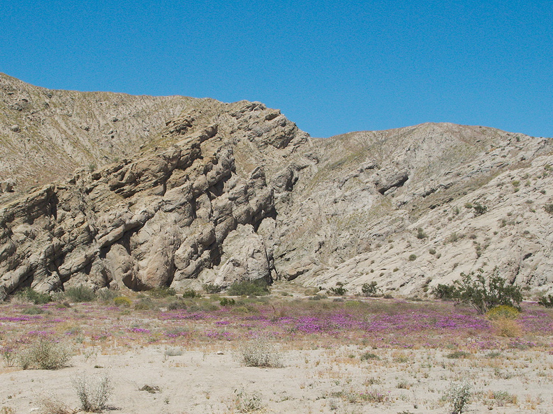 Abronia-villosa-sand-verbena-carpeting-canyon-floor-Box-Canyon-Joshua-Tree-2010-04-24-IMG_4580.jpg