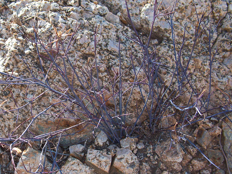 Asteraceae-indet-violet-stems-49-Palms-trail-Joshua-Tree-2013-02-16-IMG_3557.jpg
