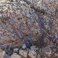 Asteraceae-indet-violet-stems-49-Palms-trail-Joshua-Tree-2013-02-16-IMG 3557