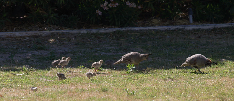 California-quail-and-chicks-near-motel-Twentynine-Palms-Joshua-Tree-2012-06-30-IMG 5631