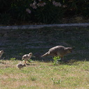 California-quail-and-chicks-near-motel-Twentynine-Palms-Joshua-Tree-2012-06-30-IMG 5631