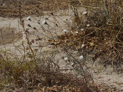 Chaenactis-fremontii-desert-pincushion-Box-Canyon-Joshua-Tree-2010-04-24-IMG 4550