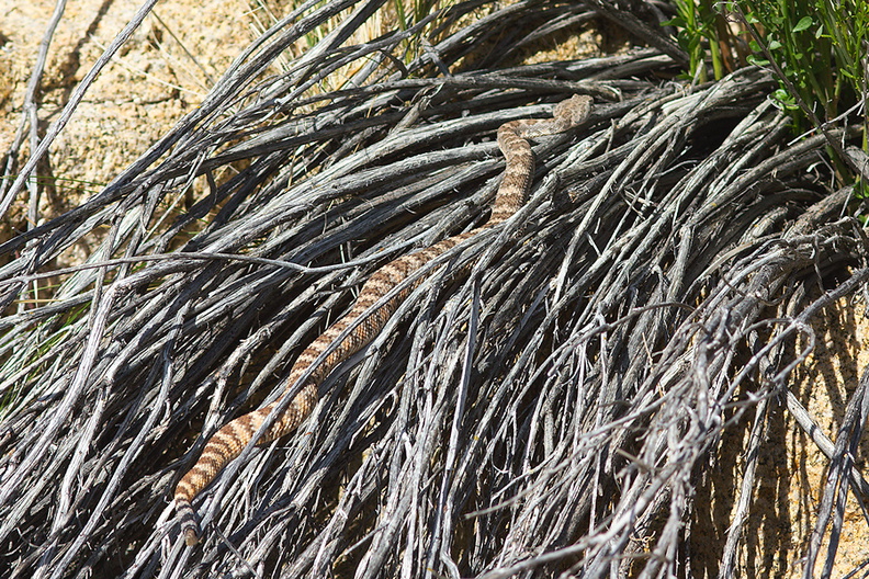 Crotalus-scutulatus-Mohave-rattlesnake-south-Joshua-Tree-2010-04-16-IMG_0264.jpg