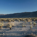 Cylindropuntia-bigelovii-teddy-bear-cholla-Cactus-Garden-Joshua-Tree-2012-03-14-IMG 4401
